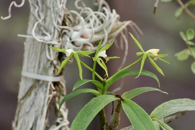 Epidendrum lacertinum, photographed by Neptalí Ramírez Marcial