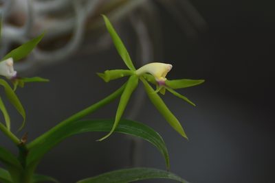 Epidendrum lacertinum, photographed by Neptalí Ramírez Marcial