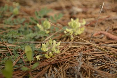 Astragalus villosus, photographed by Siddarth Machado
