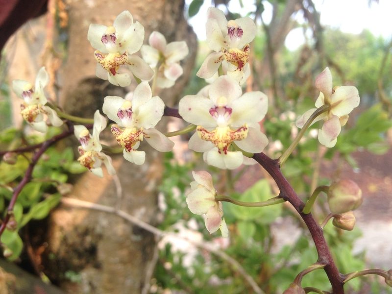 Trichocentrum stramineum, photographed by Tereso Hernández Morales