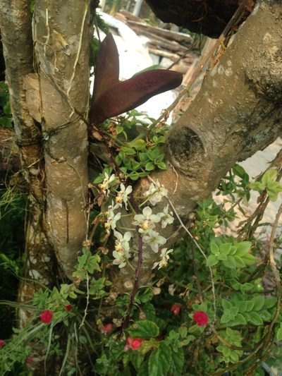 Trichocentrum stramineum, photographed by Tereso Hernández Morales