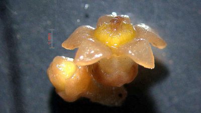 Eumachia chaenotricha, photographed by russiannaturalistbrazil