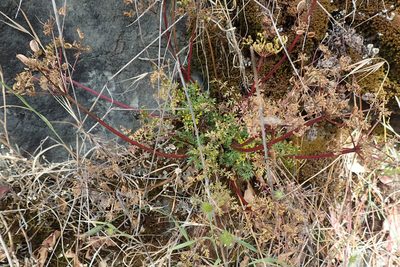 Lomatium hallii, photographed by Ken-ichi Ueda