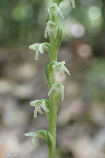 Platanthera ephemerantha, photographed by Ken-ichi Ueda