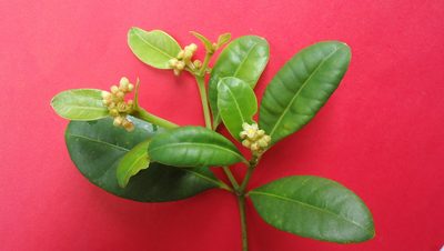 Eumachia chaenotricha, photographed by russiannaturalistbrazil