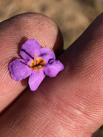 Chaenostoma subnudum, photographed by Dave U
