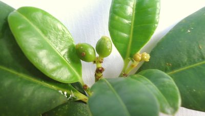 Eumachia chaenotricha, photographed by russiannaturalistbrazil