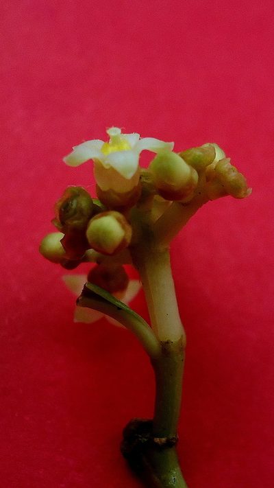 Eumachia chaenotricha, photographed by russiannaturalistbrazil