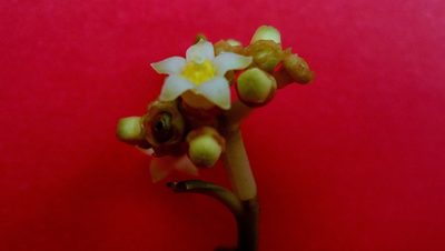 Eumachia chaenotricha, photographed by russiannaturalistbrazil