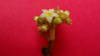 Eumachia chaenotricha, photographed by russiannaturalistbrazil