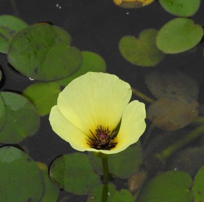 Hydrocleys nymphoides, photographed by desertnaturalist