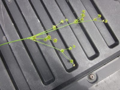 Juncus polycephalus, photographed by Eric Knight