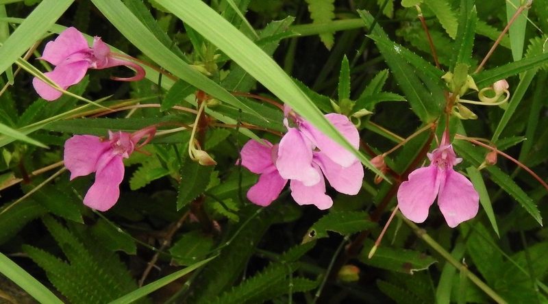 Impatiens chinensis, photographed by desertnaturalist
