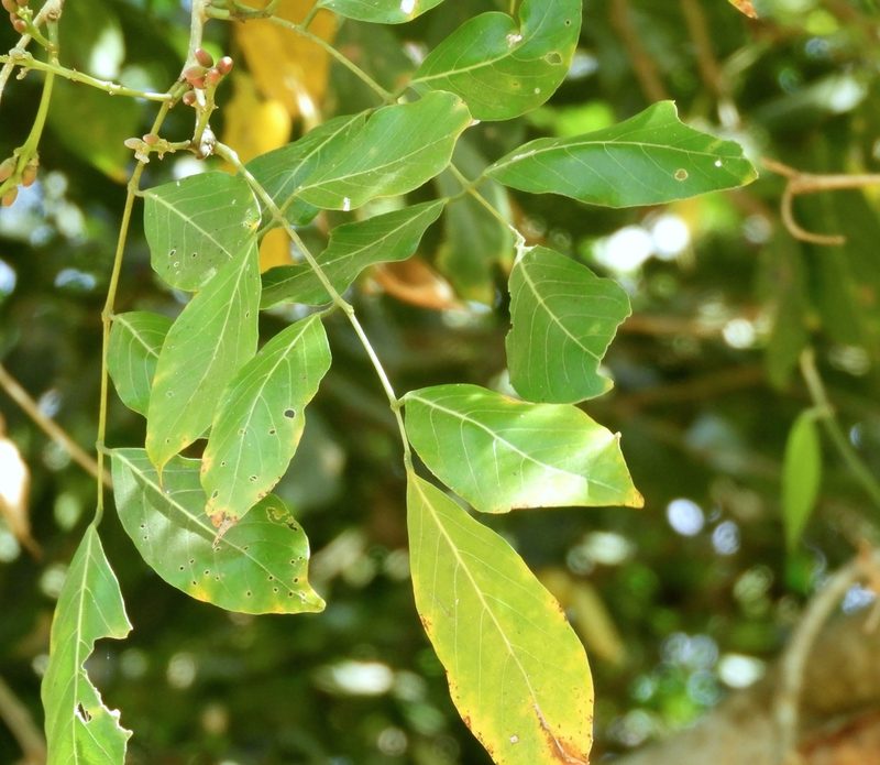 Lonchocarpus guatemalensis, photographed by Francisco Farriols Sarabia