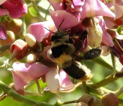 Lonchocarpus guatemalensis, photographed by Francisco Farriols Sarabia