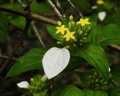 Mussaenda pubescens, photographed by desertnaturalist