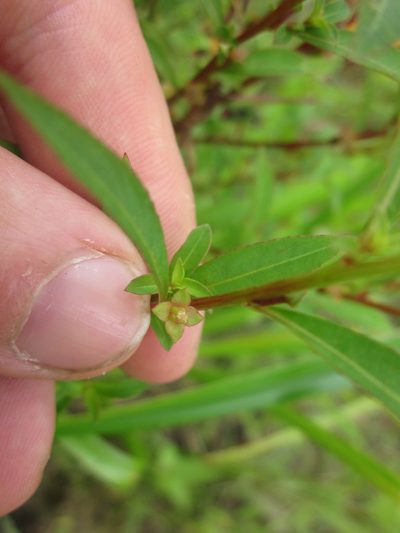 Ludwigia glandulosa, photographed by Eric Knight
