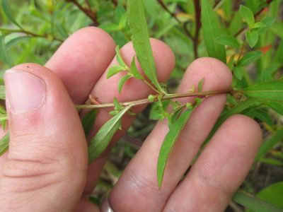 Ludwigia glandulosa, photographed by Eric Knight