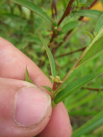 Ludwigia glandulosa, photographed by Eric Knight