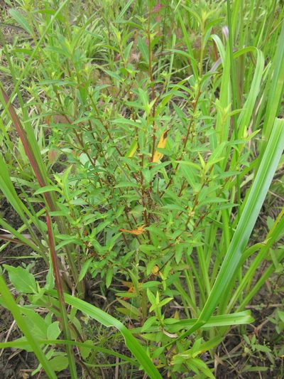 Ludwigia glandulosa, photographed by Eric Knight