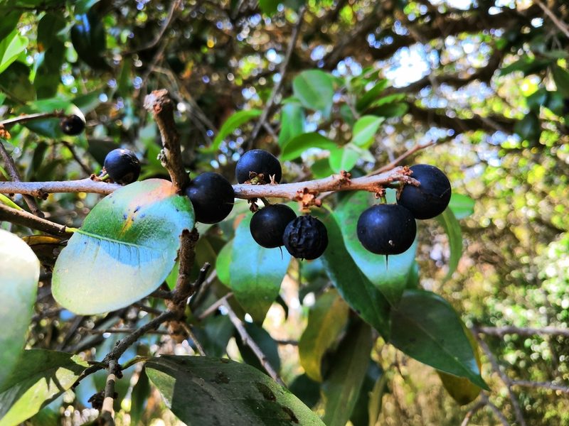 Sideroxylon cartilagineum, photographed by adel-fridus