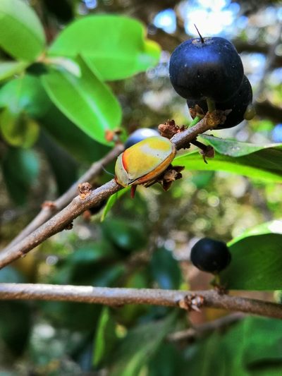 Sideroxylon cartilagineum, photographed by adel-fridus