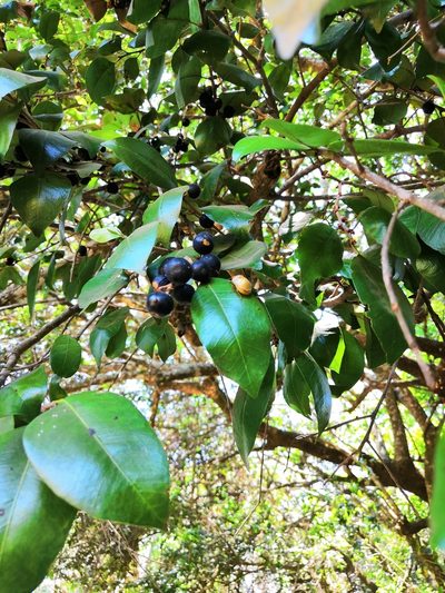 Sideroxylon cartilagineum, photographed by adel-fridus