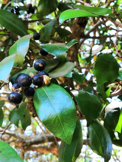 Sideroxylon cartilagineum, photographed by adel-fridus