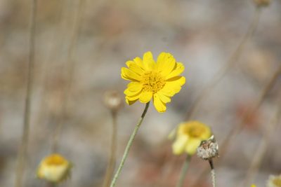 Baileya pleniradiata, photographed by Eliseo D Moreno
