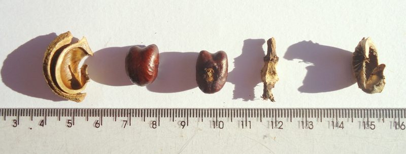 Amanoa congesta, photographed by russiannaturalistbrazil