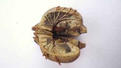 Amanoa congesta, photographed by russiannaturalistbrazil
