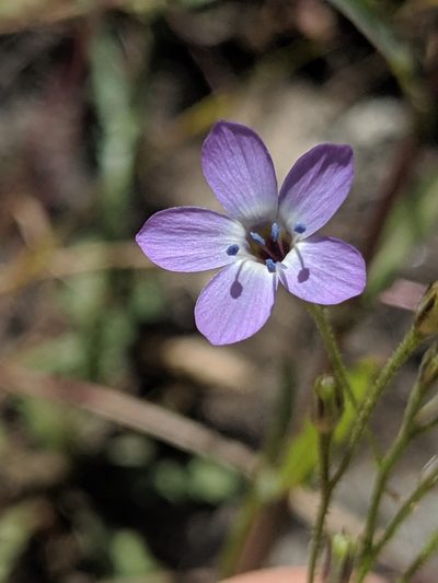 Gilia tenuiflora, photographed by Alex Heyman