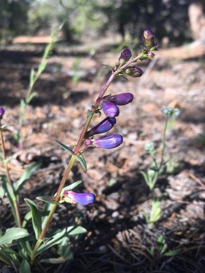 Penstemon cyanocaulis, photographed by Cecelia Alexander