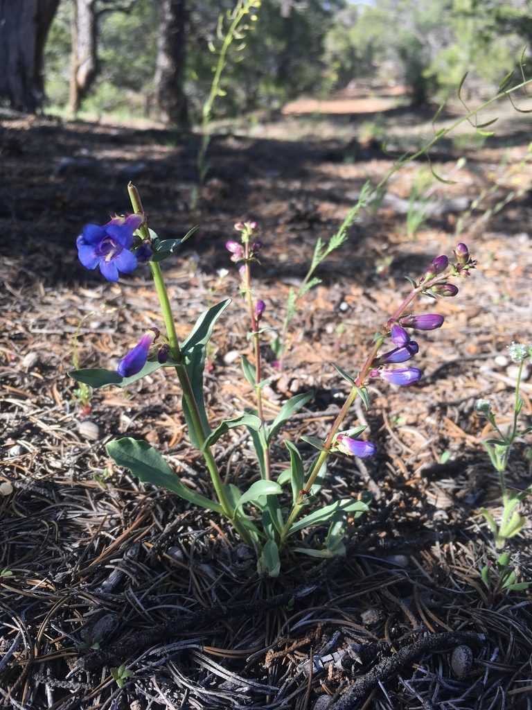 Penstemon cyanocaulis, photographed by Cecelia Alexander