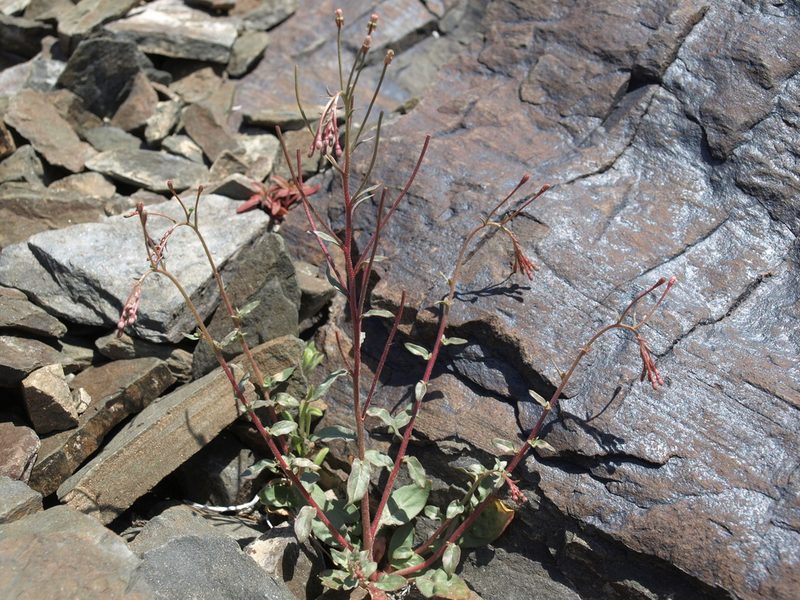 Eremothera chamaenerioides, photographed by Jim Morefield
