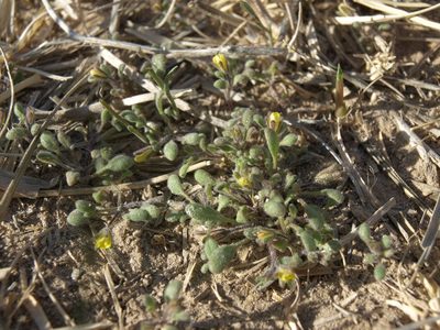 Phacelia inyoensis, photographed by Jim Morefield