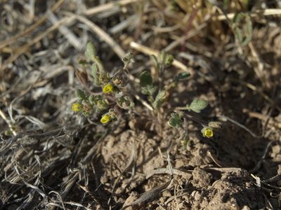 Phacelia inyoensis, photographed by Jim Morefield