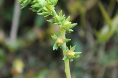 Echeveria bicolor, photographed by Andrés Ramírez-Barrera