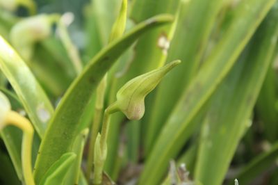 Masdevallia coriacea, photographed by Andrés Ramírez-Barrera