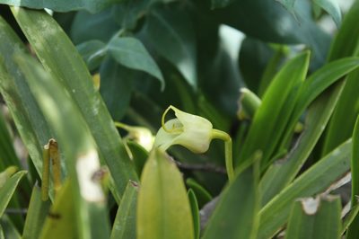 Masdevallia coriacea, photographed by Andrés Ramírez-Barrera