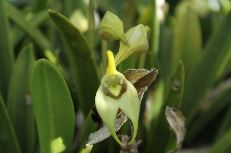 Masdevallia coriacea, photographed by Andrés Ramírez-Barrera