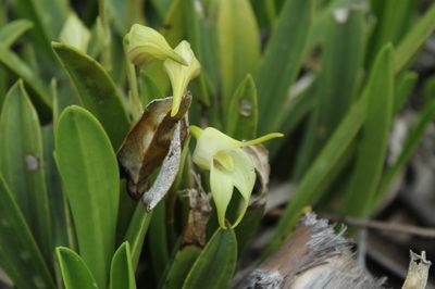 Masdevallia coriacea, photographed by Andrés Ramírez-Barrera