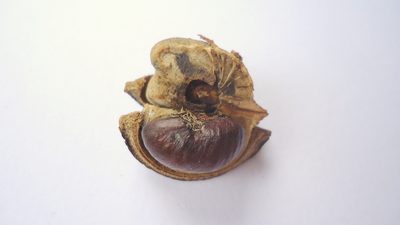 Amanoa congesta, photographed by russiannaturalistbrazil