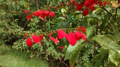 Warszewiczia coccinea, photographed by Daniel van der Post