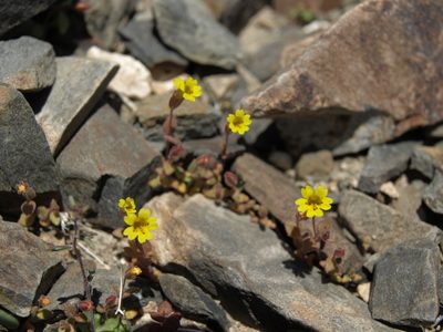 Erythranthe calcicola, photographed by Jim Morefield