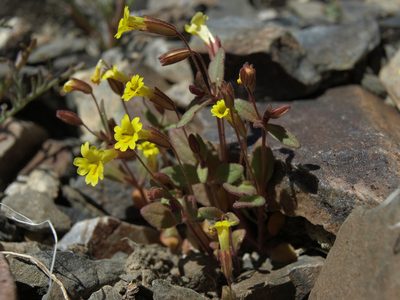 Erythranthe calcicola, photographed by Jim Morefield