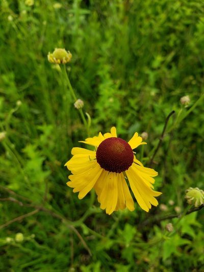 Helenium campestre, photographed by Leslie Cooper
