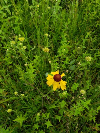 Helenium campestre, photographed by Leslie Cooper