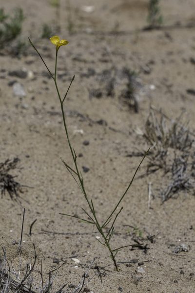Linum aristatum, photographed by Craig Martin