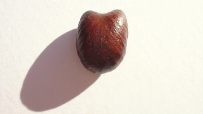Amanoa congesta, photographed by russiannaturalistbrazil